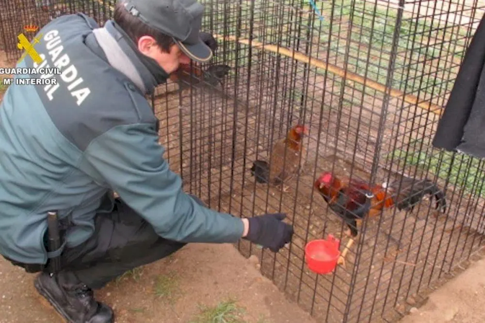 Una operació policial destapa drogues i galls de baralla en un immoble