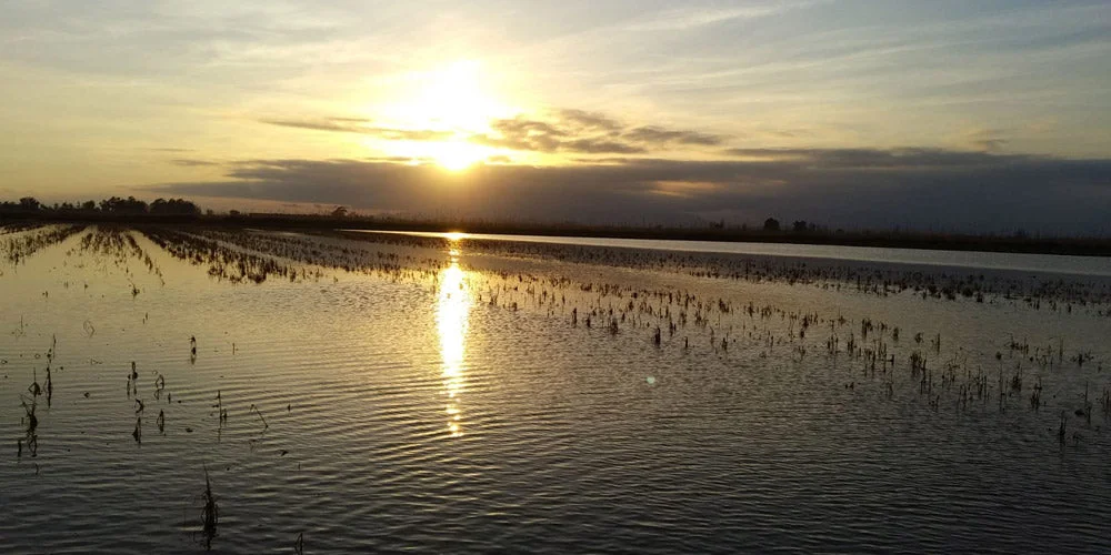 Siembra del arroz