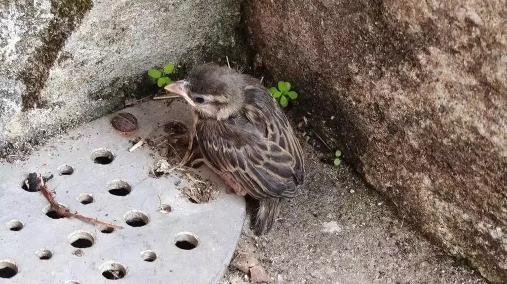 Com actuar correctament si trobem un pollet d'ocell a terra durant els mesos de primavera