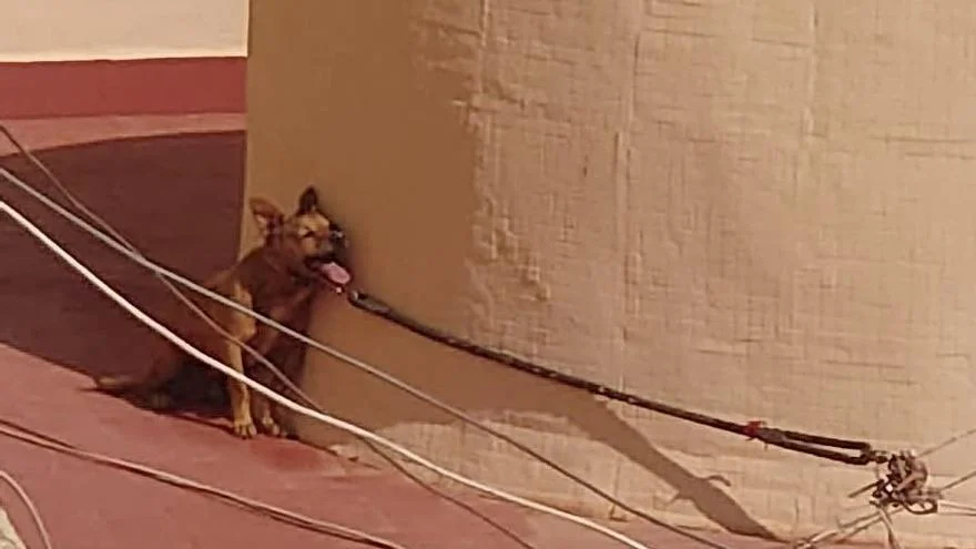 Fins a 200.000 euros de sanció per tancar les mascotes en balcons o terrasses