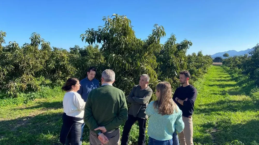 L'expansió de l'alvocat duplica la superfície cultivada en només quatre anys