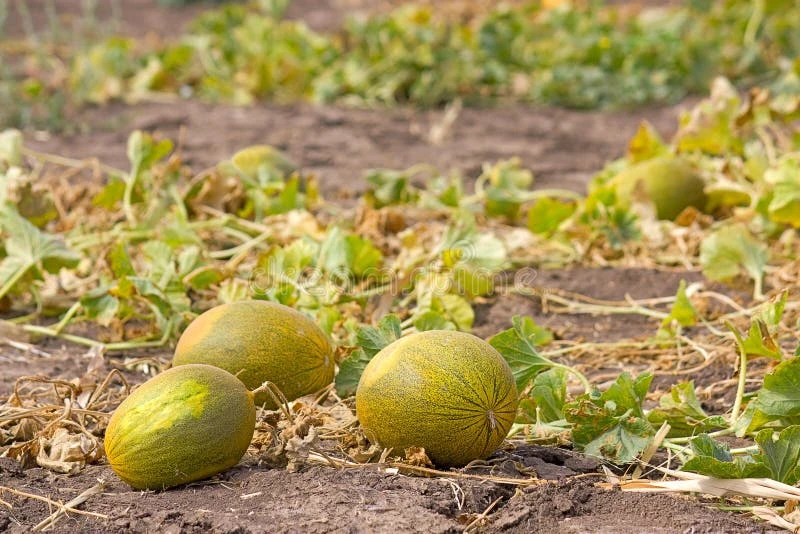 La crisi dels melons i els melons d'Alger amenaça el futur d'aquests cultius tradicionals d'estiu