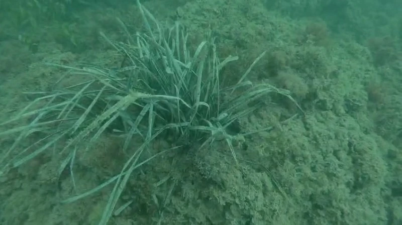 Descubren una extensa pradera de posidonia en estado excelente a un kilómetro de la costa