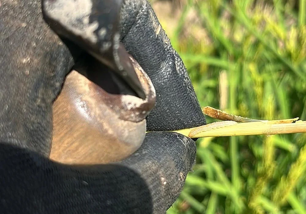 La alarma se extiende entre los agricultores por una plaga que podría arrasar el 60% del arroz