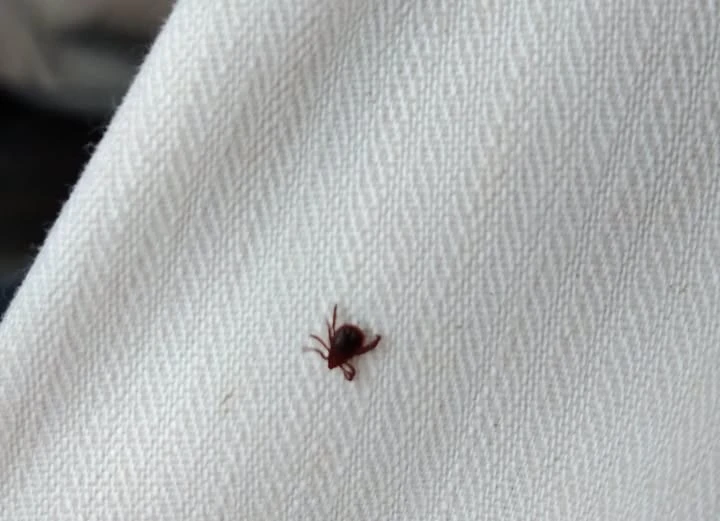 Alarma por una plaga de garrapatas que ya provoca ingresos y amenaza las zonas de paseo