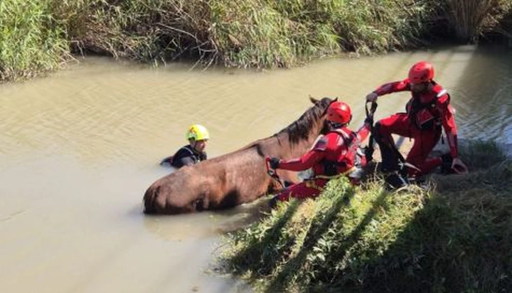 Un espectacular operatiu aeri salva la vida a un cavall atrapat en un estany