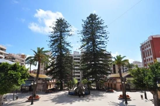 Alertan del deterioro de cuatro árboles monumentales por deficiencias en su mantenimiento urbano