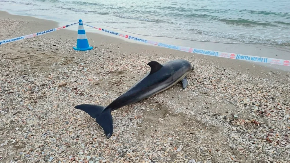 Troben un dofí mort a la vora de la platja en el Far