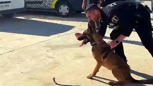La Unidad Canina se especializa en un curso pionero de detección de drogas y seguridad ciudadana